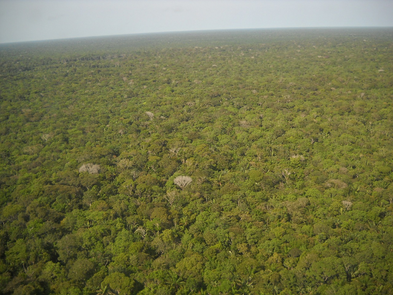 Compensação ambiental mais rápida Compensação ambiental mais rápida