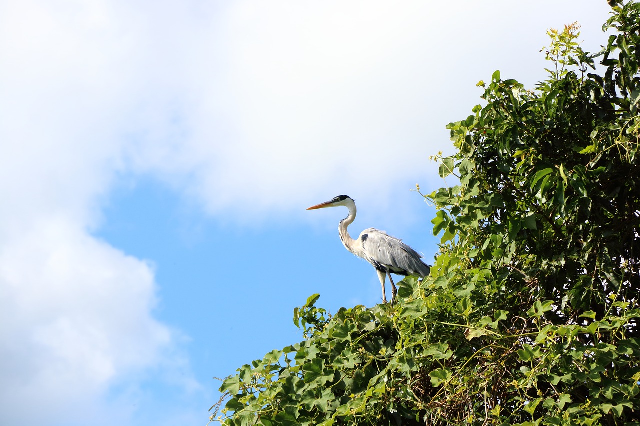 Lei Geral do Licenciamento Ambiental Lei Geral do Licenciamento Ambiental